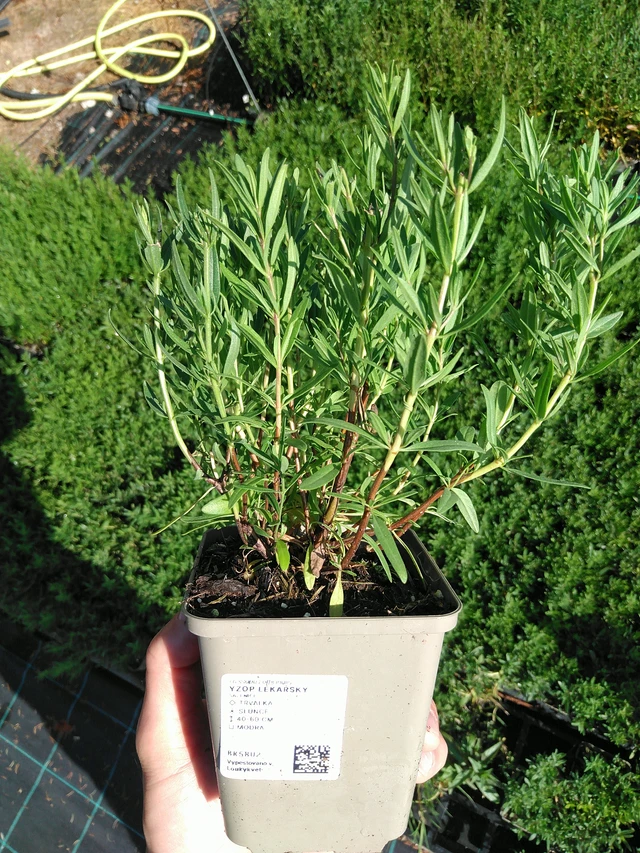 Hyssop officinalis - 24. 6. 2025