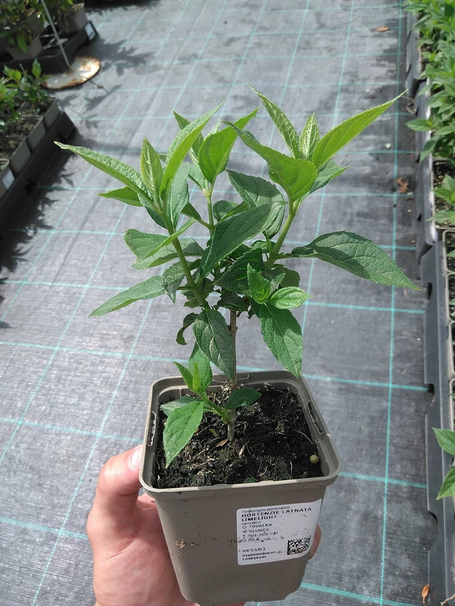 Panicle Hydrangea Limelight - 26. 6. 2025