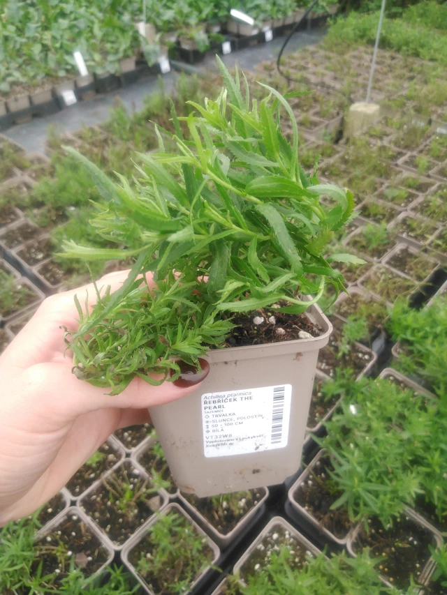 Milenrama The Pearl - 2024