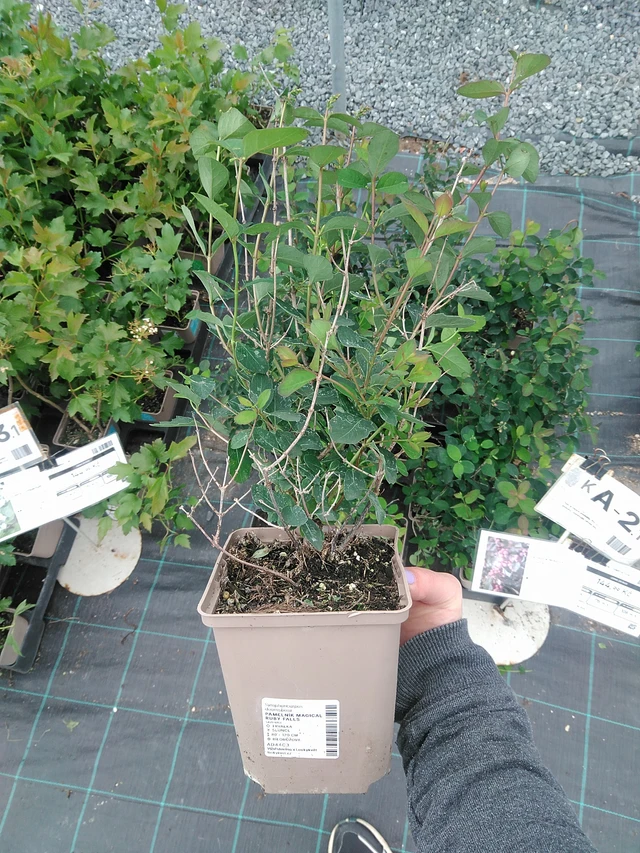 Pámelník Magical Ruby Falls - 9. 6. 2025