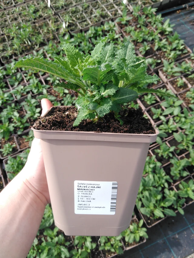 Šalvěj hajní Mainacht - 2024