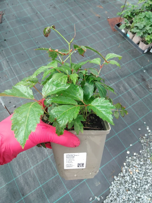 Astilbe Peach Blossom - 29. 7. 2025