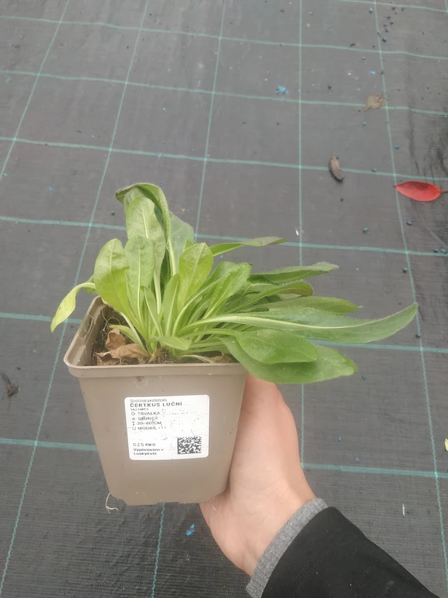 Ruusukaunokki niitty - 10. 10. 2025