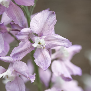 Ostrožka Fancy Belladonna, Loukykvět