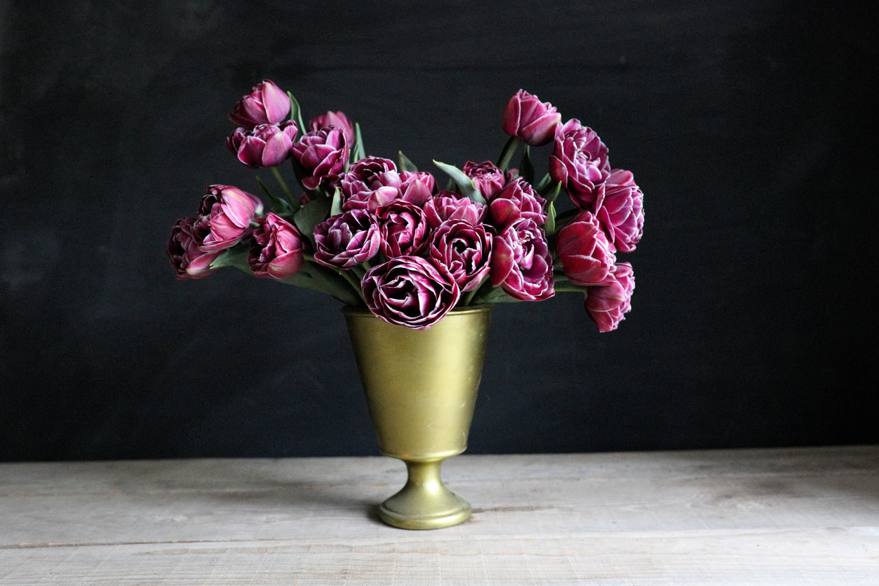 Tulipán Dream Touch, Loukykvět