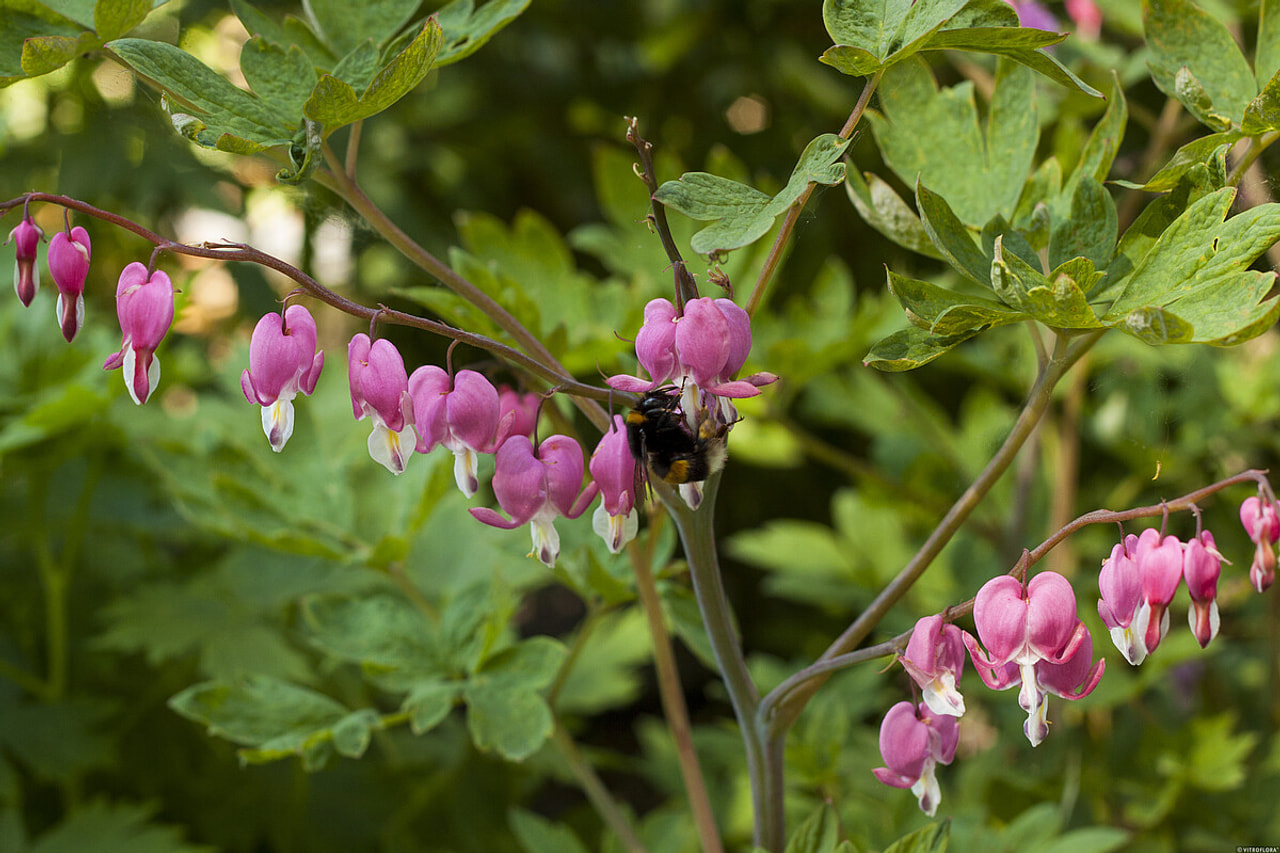 Srdcovka, Loukykvět