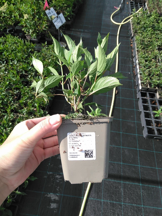 Syyshortensia Kyushu - 11. 7. 2025