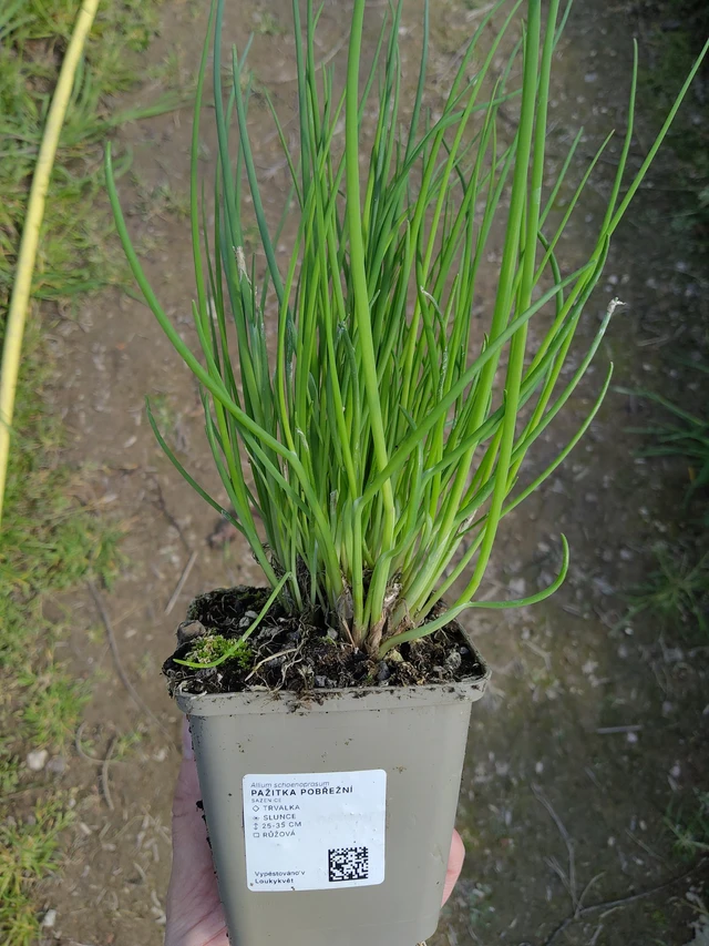 Pažitka pobřežní - 27. 3. 2026