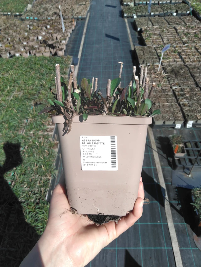 Astra novi-belgii Brigitte - 3. 4. 2025