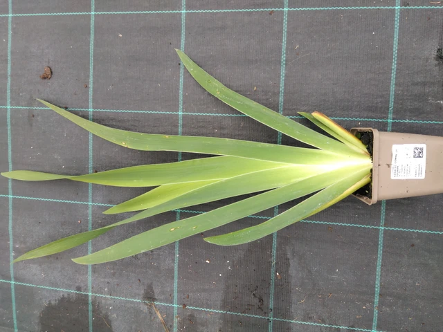 Iiris Comme un Sourire - 10. 9. 2025