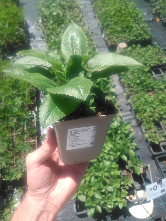 Karpaattienkello Emerald - 2024