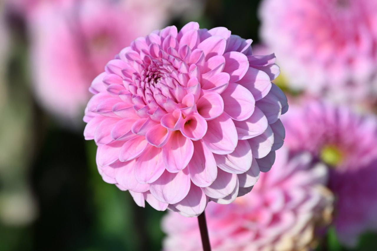 Jiřina Veerle, Loukykvět