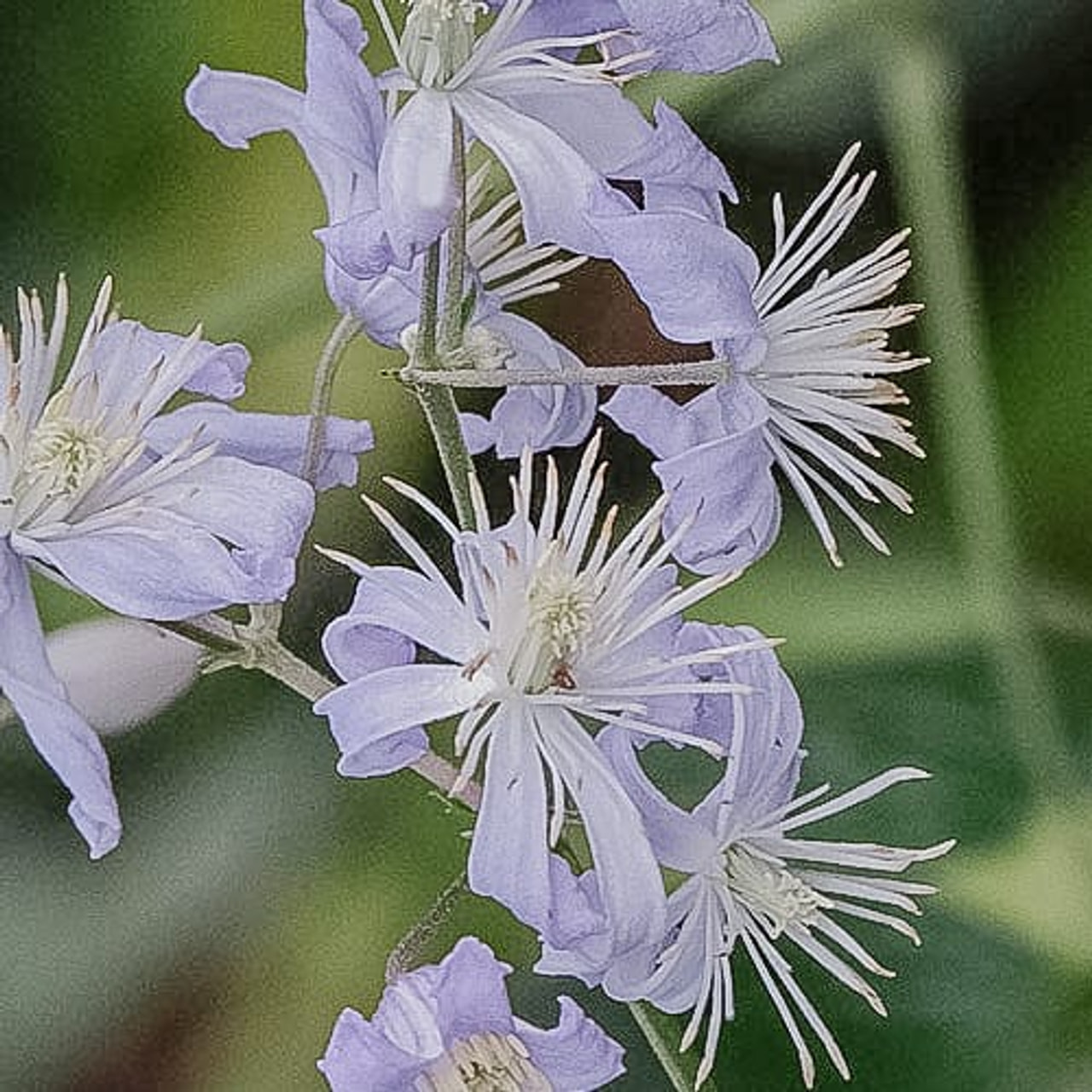 Clematis Mrs R. Brydon, Loukykvět