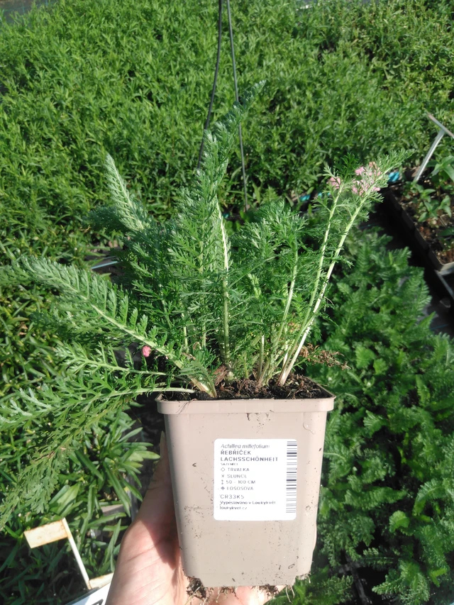 Řebříček Lachsschönheit - 2024