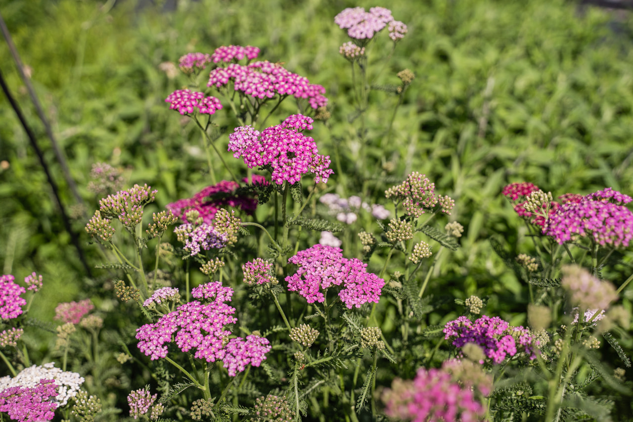 Řebříček Cerise Queen, Loukykvět