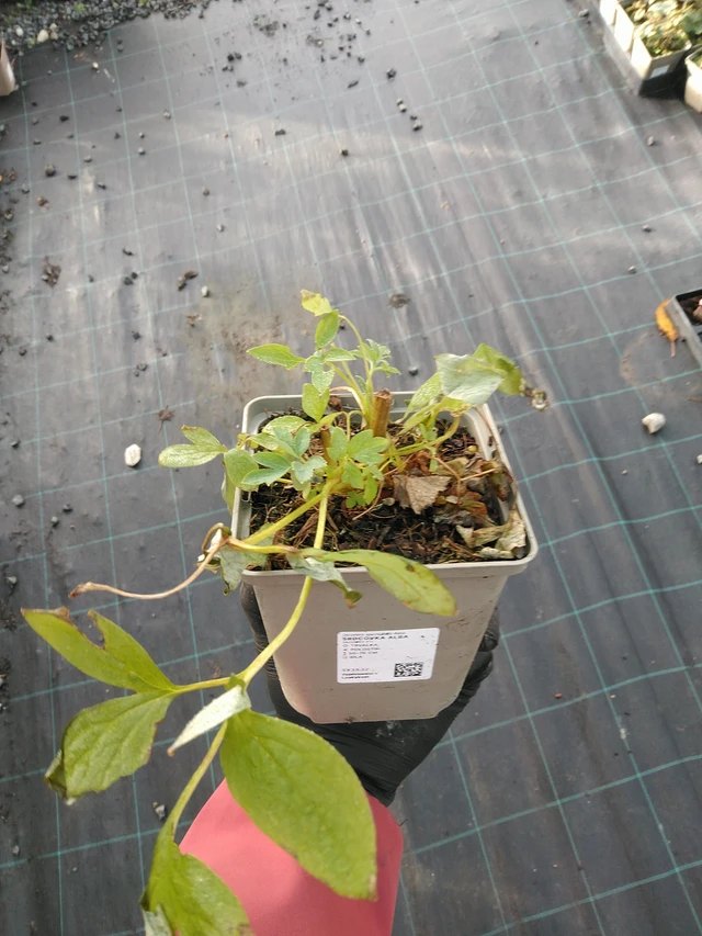 Srdcovka Alba - 31. 10. 2025