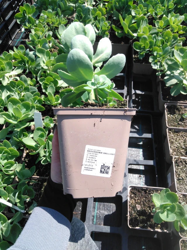 Rozchodník Brilliant - 13. 5. 2025