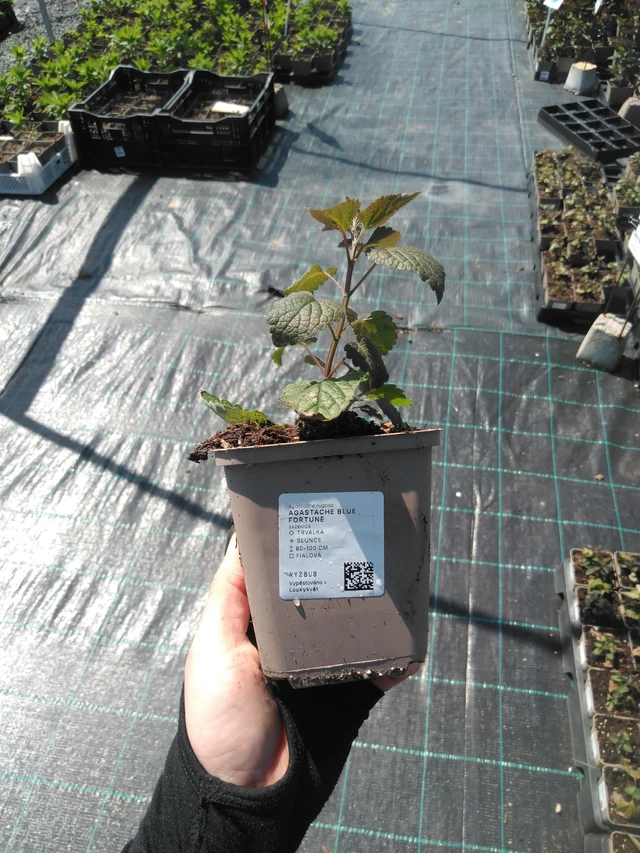 Iisoppi Blue Fortune - 13. 5. 2025