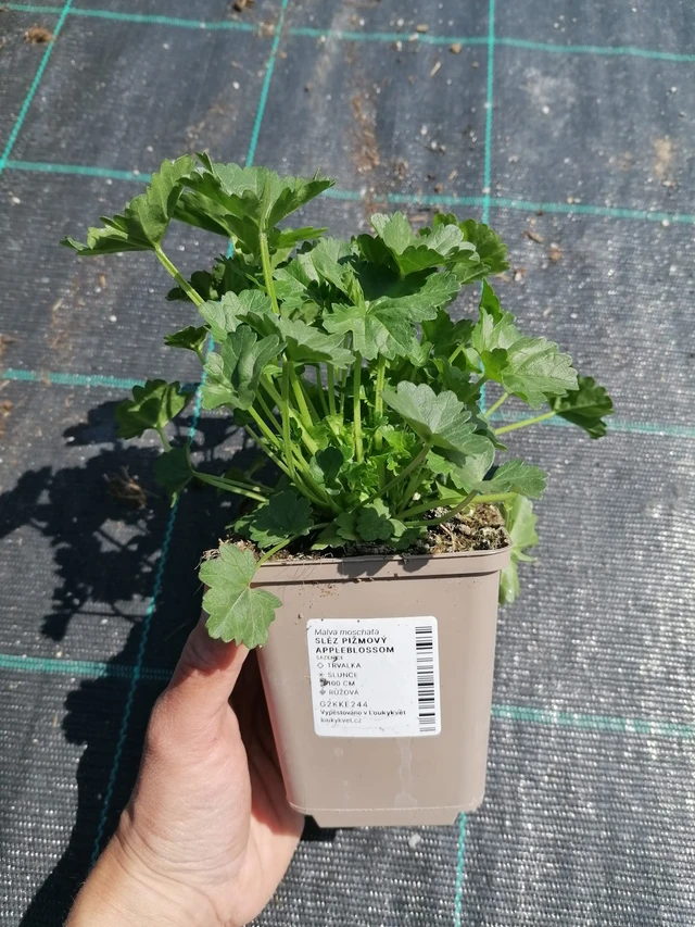 Myskihaukko Appleblossom - 2024