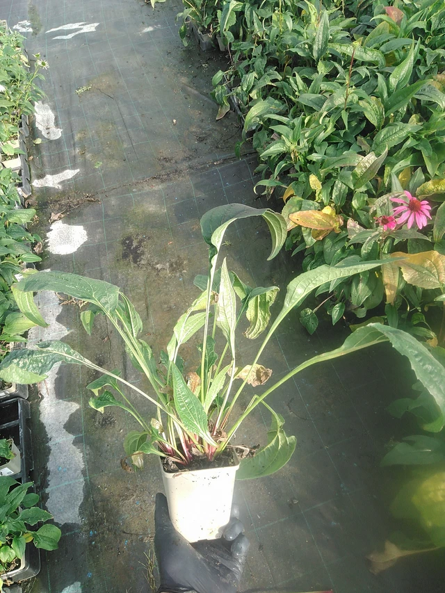 Echinacea Rubinstern - 13. 10. 2025