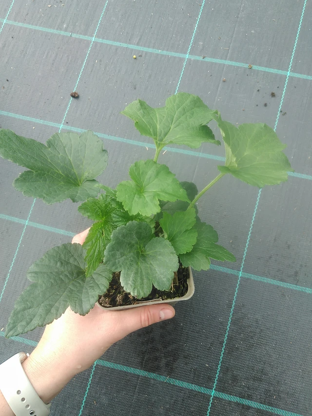 Sasanka japonská Whirlwind - 17. 7. 2025