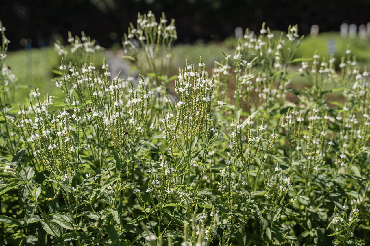 Verbena šípovitá White Spires, Loukykvět