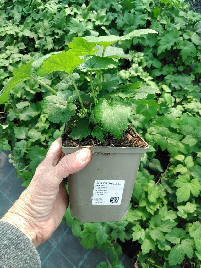 Sasanka japonská Lorelei - 9. 6. 2025