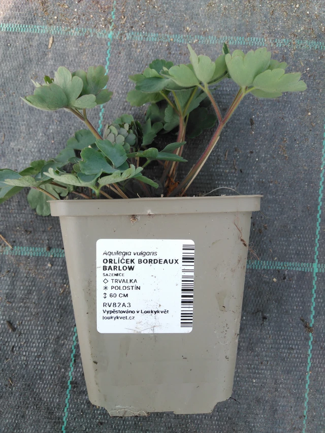 Orlíček Bordeaux Barlow - 3. 4. 2025