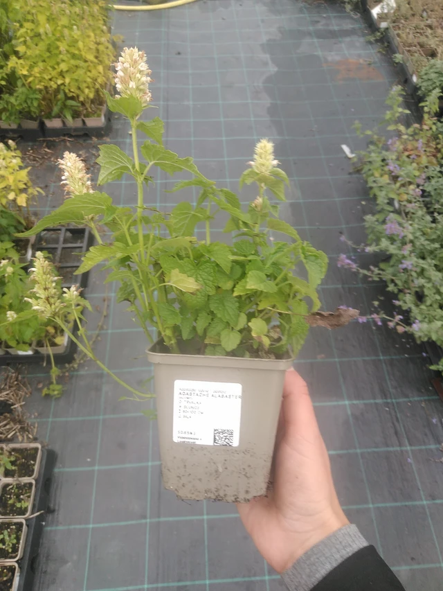 Iisoppi Alabaster - 10. 10. 2025