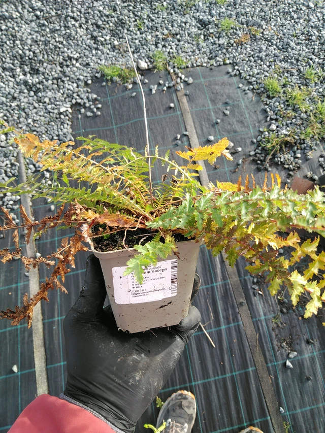 Filipéndula común - 31. 10. 2025