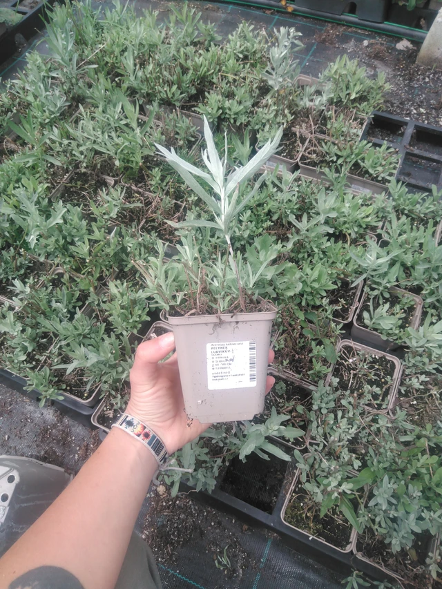 Wormwood Ludvíkův - 2024