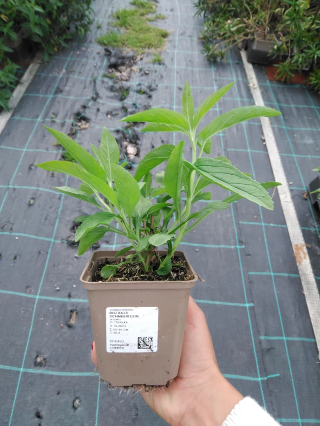 Verónica Schneeriesin - 11. 9. 2025