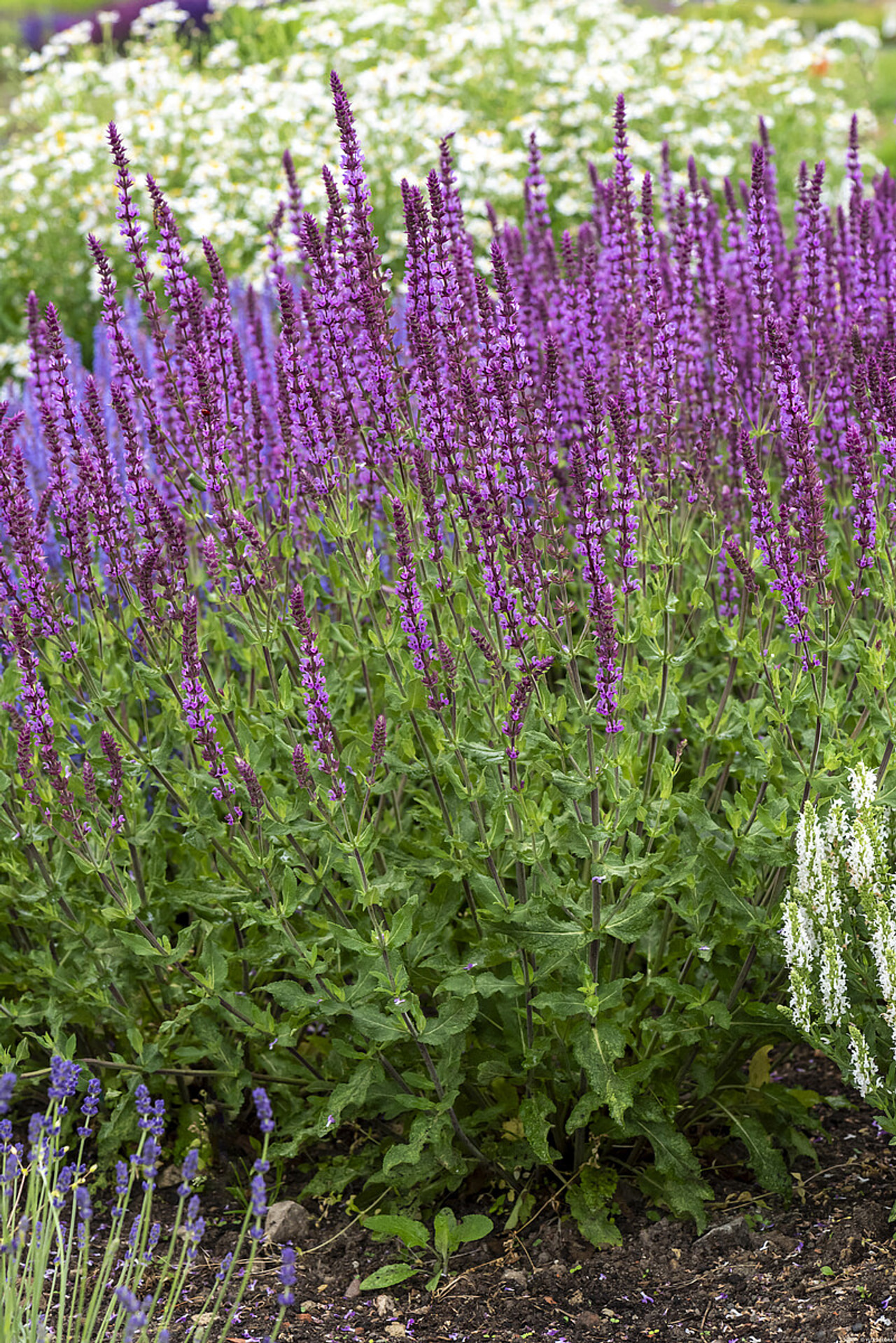 Šalvěj hajní Amethyst, Loukykvět