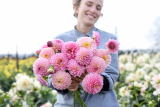 Jiřina Hamari Rose, Loukykvět