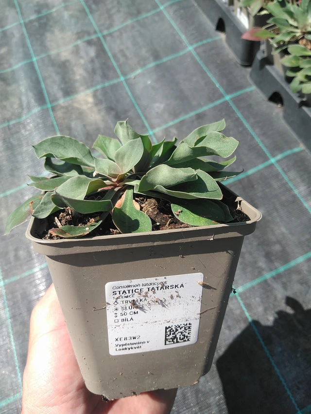 Statice tatarská - 24. 6. 2025