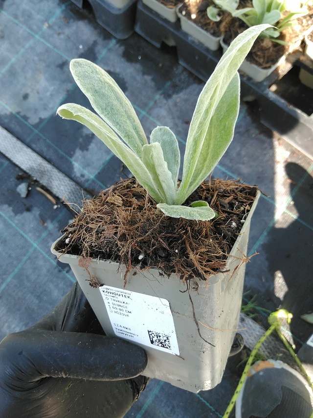 Campion - 19. 8. 2025