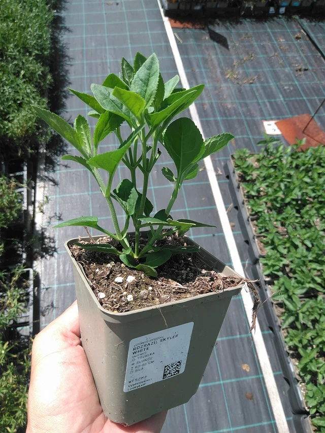 Veronika Skyler White - 24. 6. 2025