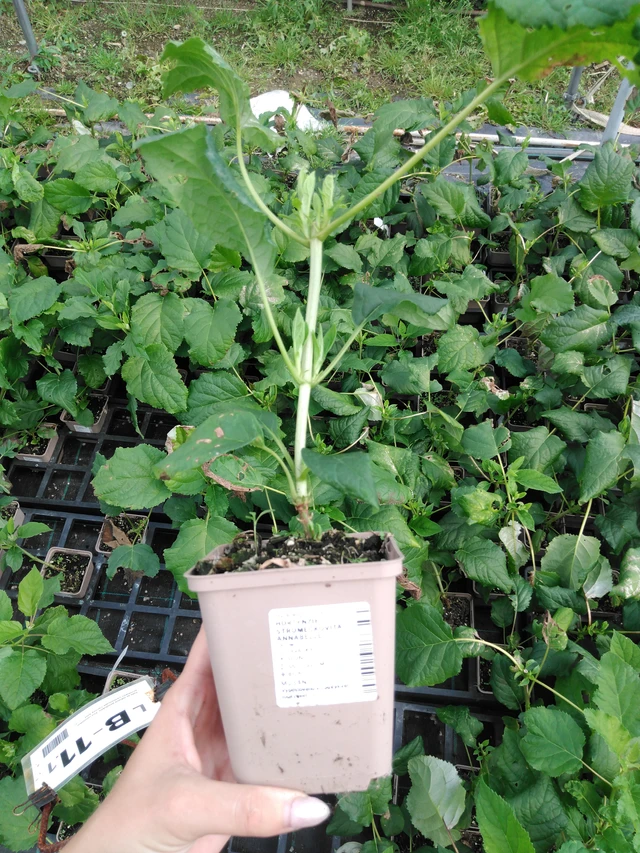 Hortenzie stromečkovitá Annabelle - 2024