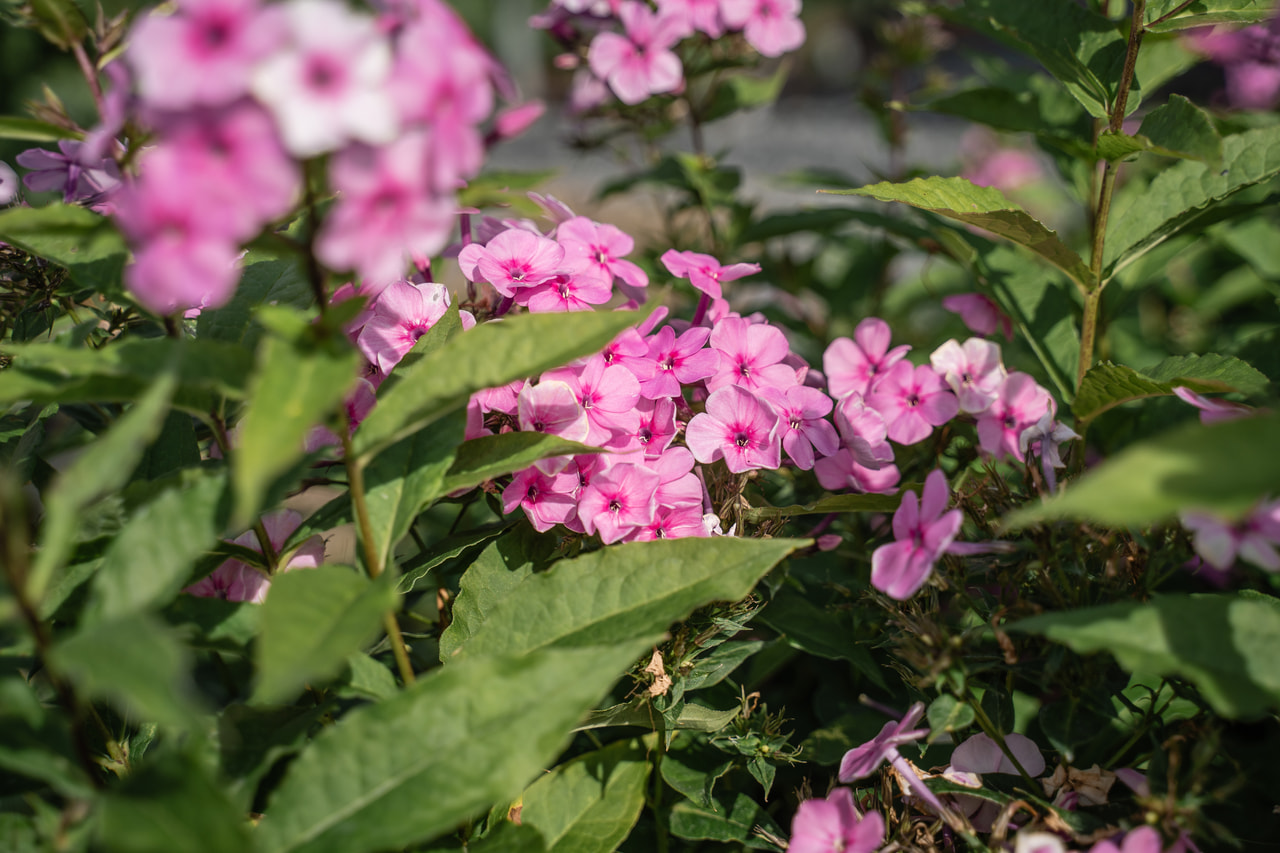 Lángvirág Minnehaha, Loukykvět