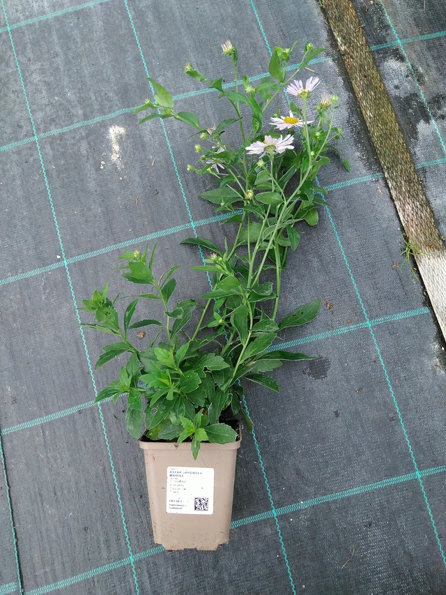 Aster japonés Madiva - 10. 9. 2025