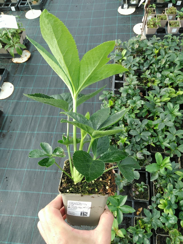 Eléboro Pretty Ellen Purple - 28. 7. 2025