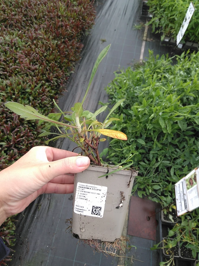 Cosmos Eclipse - 11. 7. 2025