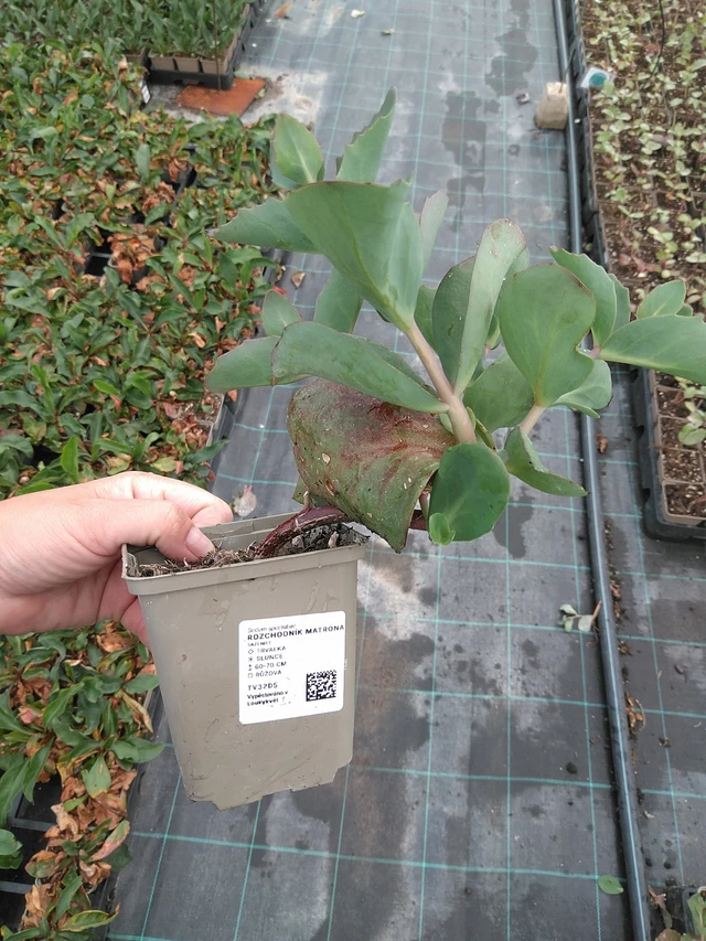 Maksaruoho Matrona - 11. 7. 2025