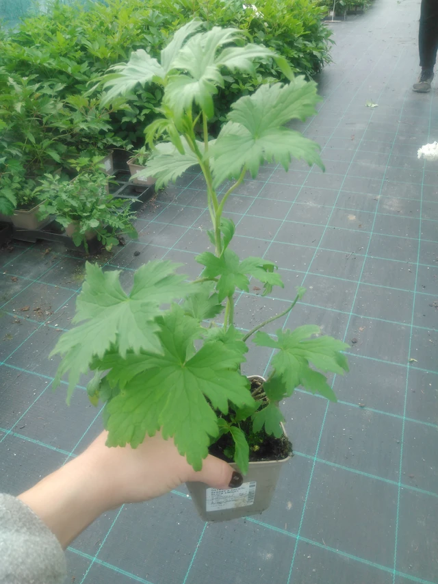 Ritarinkannus Benary’s Pacific Black Knight - 2024