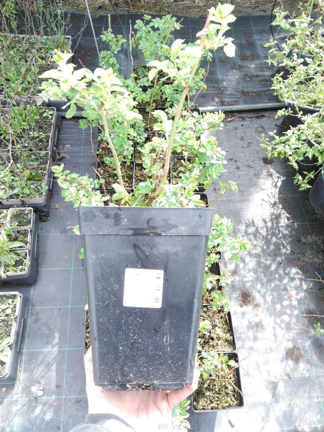 Rose Magical Pride - 2024