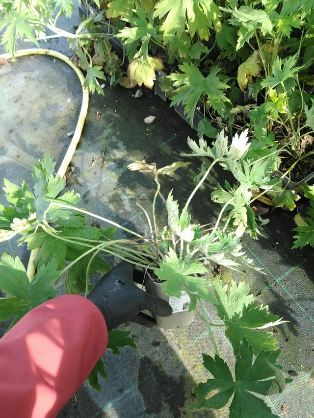 Espuela de caballero Magic Fountains Pure White - 31. 10. 2025