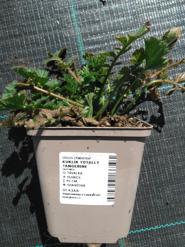 Geum Totally Tangerine - 3. 4. 2025