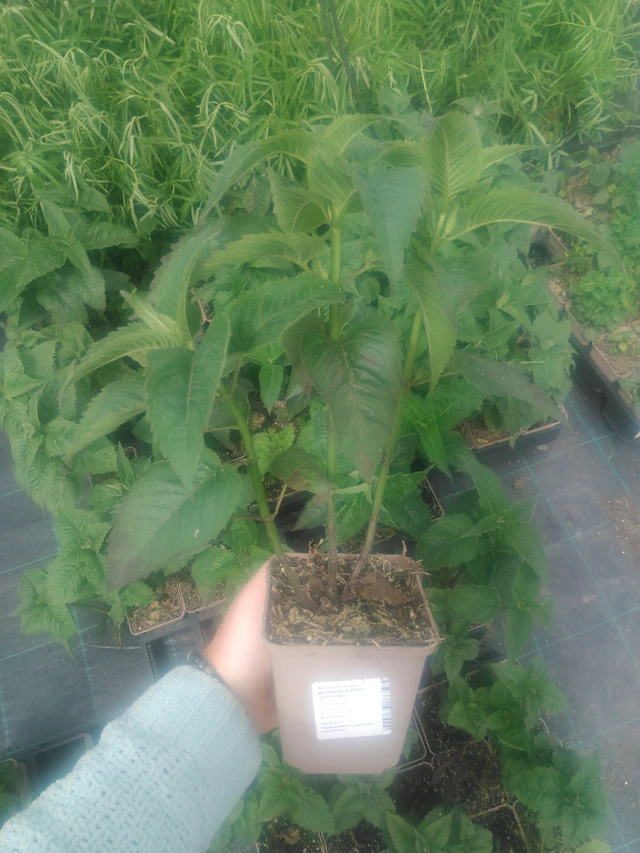 Monarda Pink Suprême - 2024