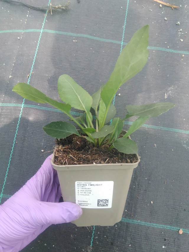 Astra Twilight - 10. 7. 2025