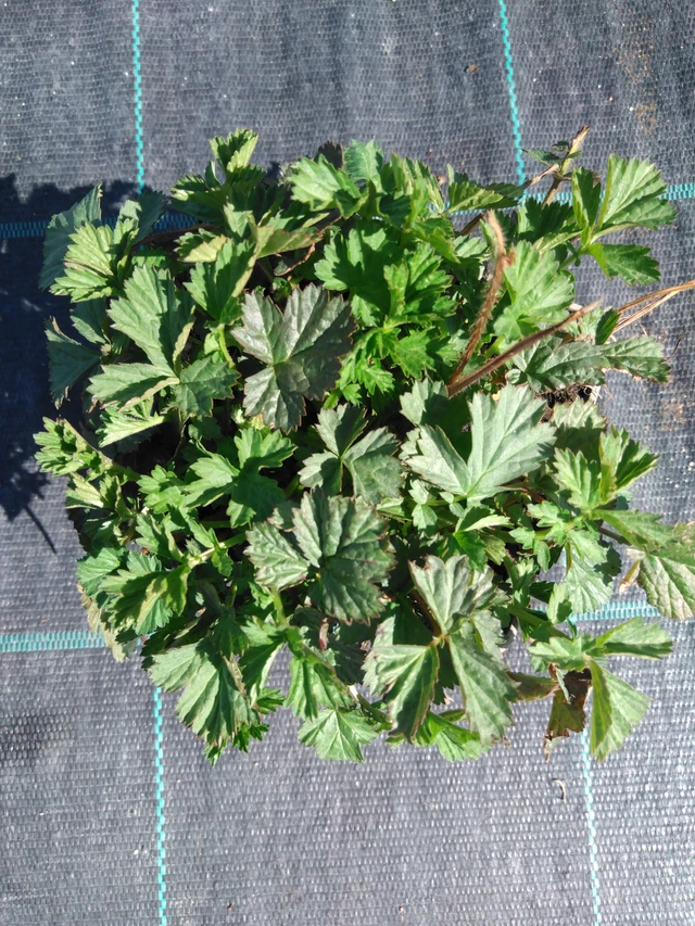 Geum rivale - 3. 4. 2025